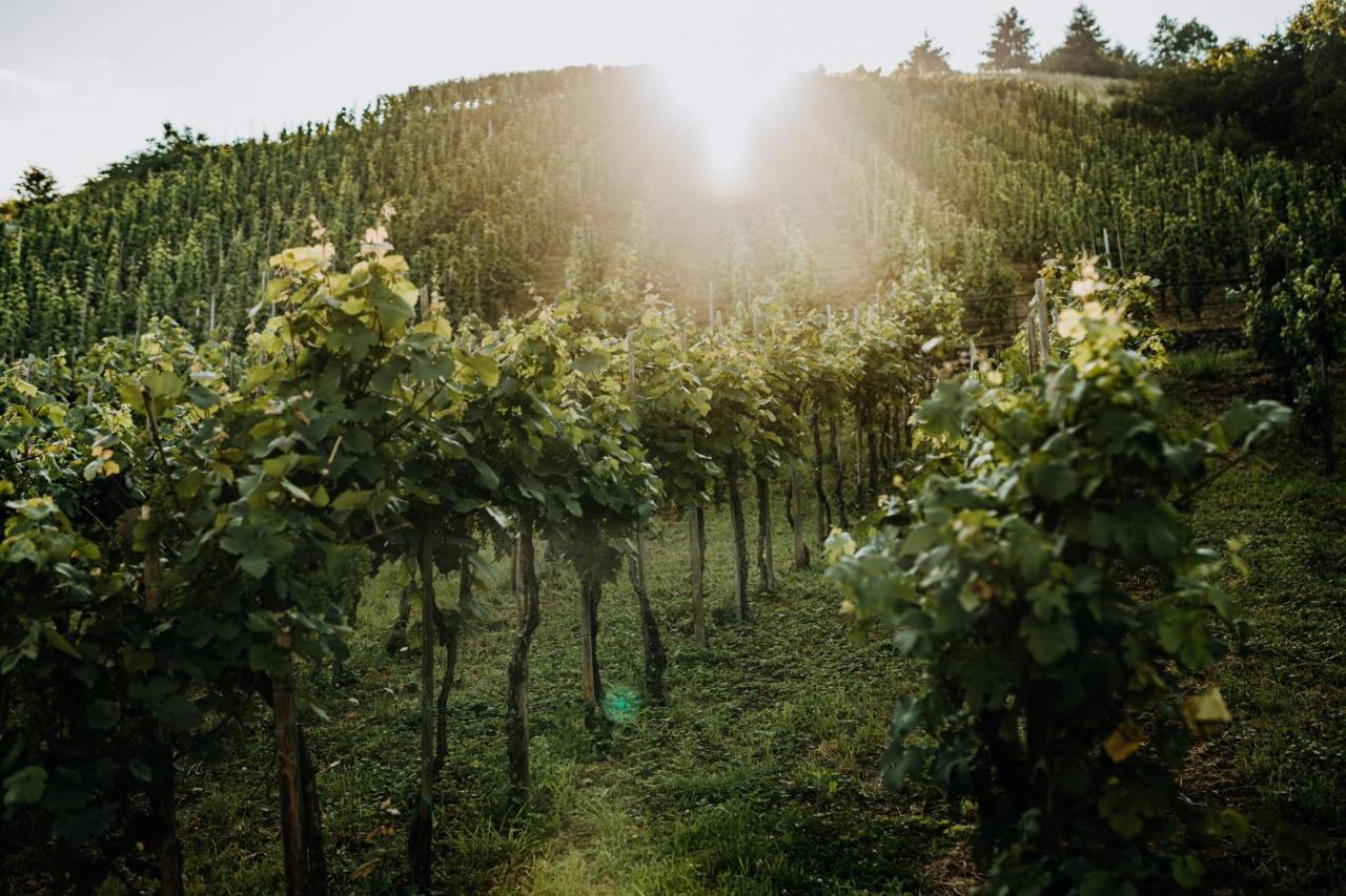 레일 Weingut Meurer 아파트 외부 사진